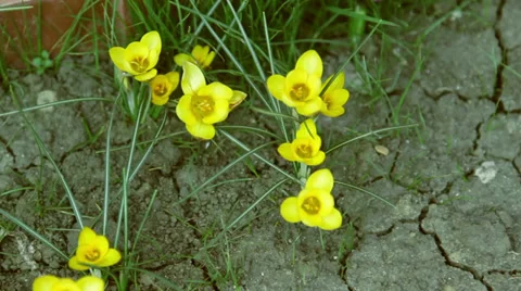 Close up of flowers in the spring time Stock Footage 36178782