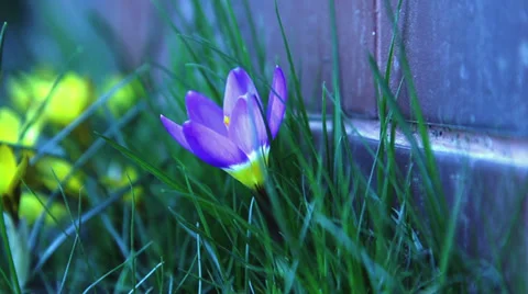 Close up of flowers in the spring time Stock Footage 36178793
