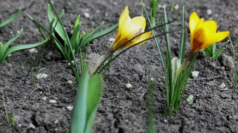 Close up of flowers in the spring time Stock Footage 36178814