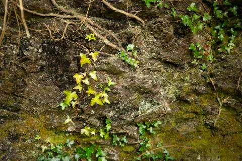 Close up of flowers on stone wall  Stock Photos