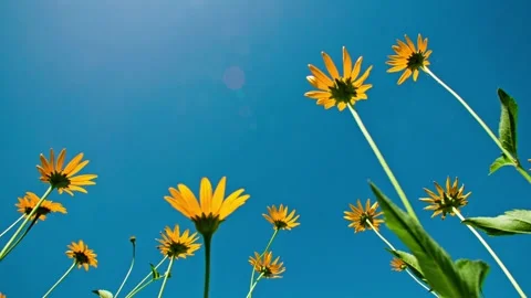 Close-up of flowers in the summer sun Vídeo Stock 257866310