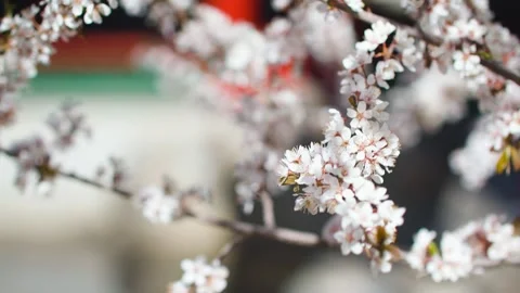 Close-up of flowers swaying in the spring wind 動画素材 257168290