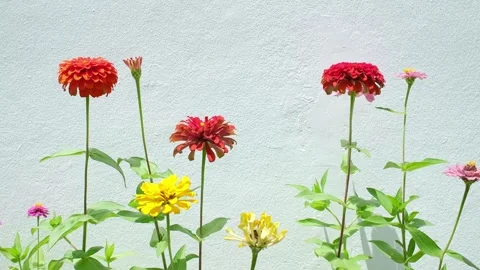 Close Up of Flowers Swaying in the Wind Vídeos de archivo 337623750