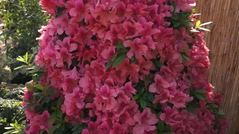Close up of flowers with tilt Stock Footage 270963526