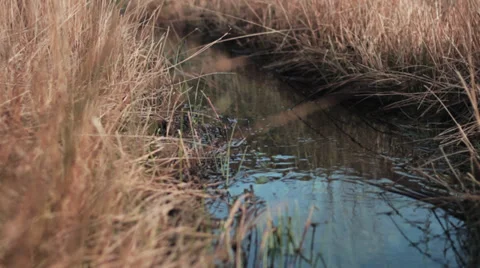Close up of flowing mountain stream, grass, reflection Stock Footage 36538145