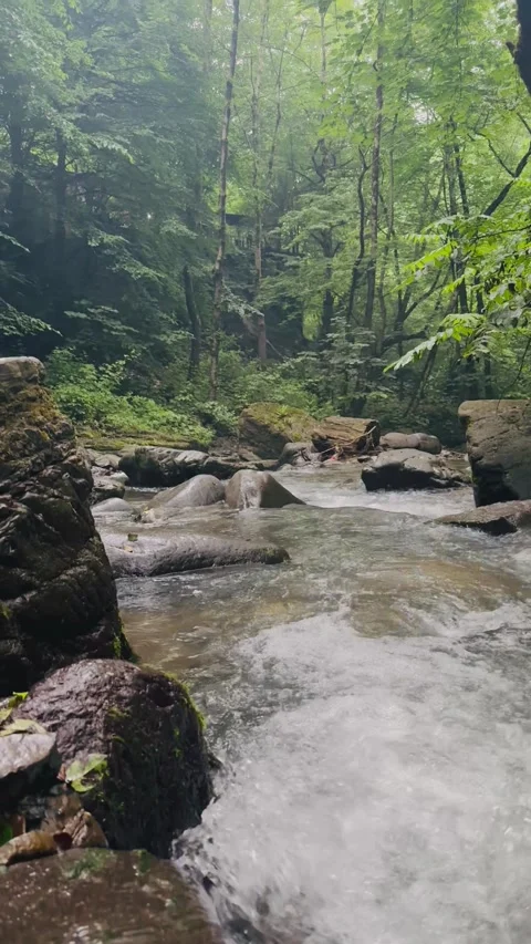 Close-up of a flowing mountain stream in a lush green forest, Vídeos de archivo 336849237