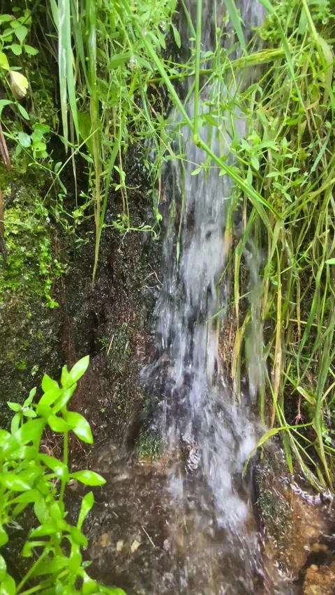 Close-up of flowing stream with grass and peaceful water sound 🌿💧 Stock Footage 310931622