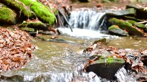 Close up flowing stream late autumn season leafs in water Stock Footage 255293074