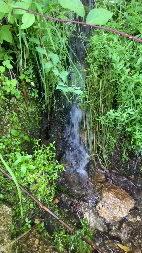 Close-up of flowing stream with lush grass and soothing water sound Stock Footage 310914311