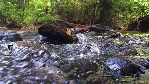 Close-Up of Flowing Stream Over Rocks in Forest Stock Footage 313149785