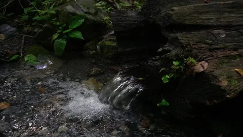 Close-up of a flowing stream through an old hollow tree Stock Footage 165238805