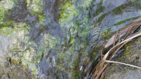 Close-up of flowing stream in wild. Video stock 279987068