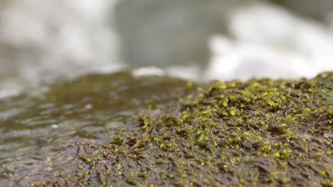 Close-up of flowing water over mossy rock in a stream Stock Footage 288830709