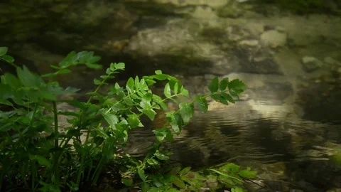 Close up of flowing water stream and plant. Stock Footage 82935231