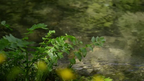 Close up of flowing water stream and plant. Stock Footage 83698098