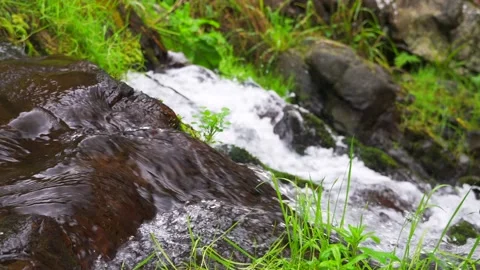 Close up flowing water stream over stones with green grass in mountain river Stock Footage 239195098