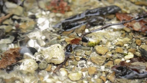 Close up of flowing water stream with stones. Stock Footage 83673558