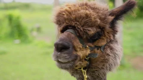 Close up of fluffy alpaca Video stock 245437182