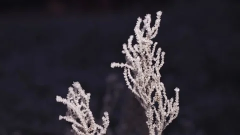 Close-up of fluffy branches of grass covered with sparkling frost look up. Vídeos de archivo 146530179