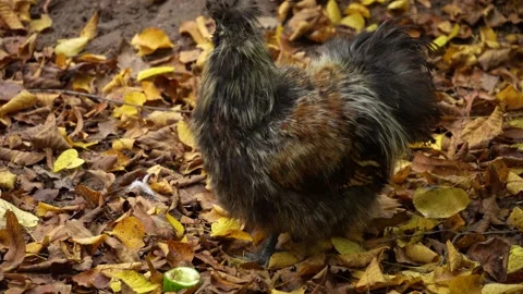 Close up of fluffy brown chicken  Stock Footage 289468927