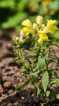 Close-up of fluffy bumblebee flying up to yellow snapdragon flowers to collect Stock Photos