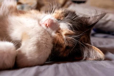 Close up of a fluffy calico cat sleeping peacefully on a grey bed sheet Stock Photos