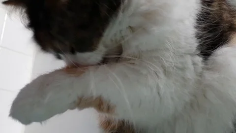 Close-Up of Fluffy Cat Grooming Video stock 94500355