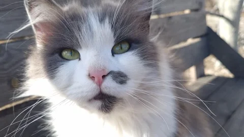 Close-Up Fluffy Cat Outdoors Stock Footage 270901216
