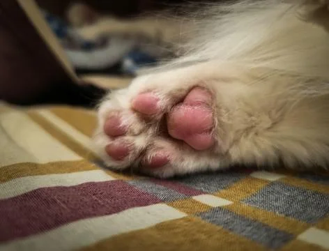 Close-up of fluffy cat paws. Stock Photos