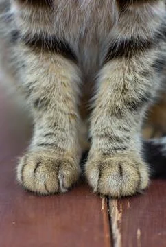 Close Up of Fluffy Cat Paws Resting on a Wooden Surface Photos