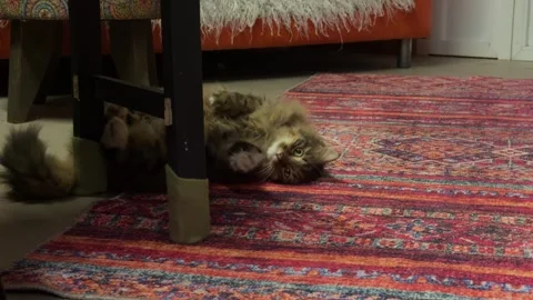 Close-up of fluffy cat playing with owner on vintage red carpet at home. Cozy li Stock Footage 328710274