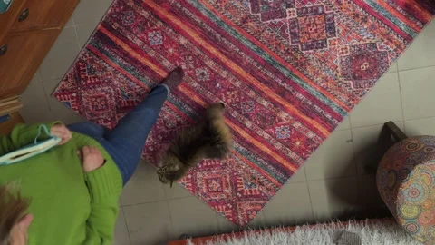 Close-up of fluffy cat playing with owner on vintage red carpet at home. Cozy li Stock Footage 328710297