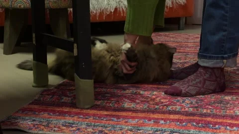 Close-up of fluffy cat playing with owner on vintage red carpet at home. Cozy li Stock Footage 328710305
