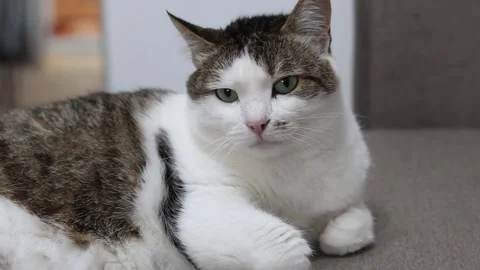 Close-up of a fluffy cat with striped spots and a white muzzle 動画素材 345961434