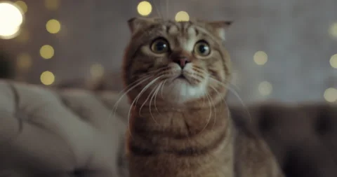 A close up fluffy cat which curiously is looking at its owner Video stock 135114168