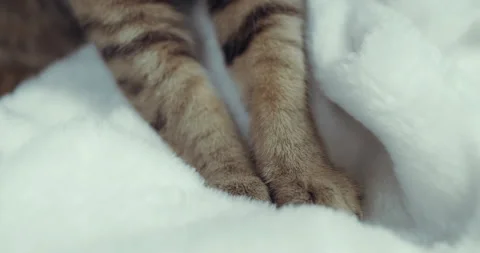 A close up fluffy cat which kneads a soft blanket Stock Footage 134770290