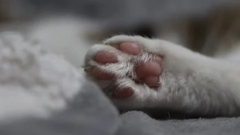 Close-up of a fluffy cat's paw with pink pads Stock Footage 341136152