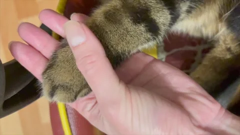 A close-up of a fluffy cat's paw resting trustingly in a person's open palm. Stock Footage 327571535