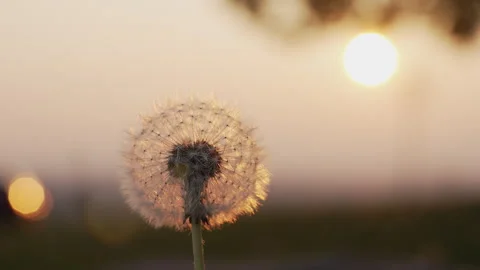 Close-Up of a Fluffy Dandelion Seed Head at Sunset Stockbeeldmateriaal 338185511