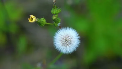 Close up of a fluffy dandelion seed head in a lush green meadow Stock Footage 342324404