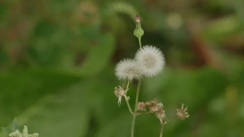 Close-up of fluffy dandelion seed heads and unopened bud in nature Stock Footage 344634739