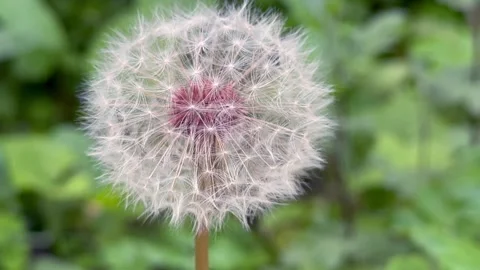Close-up of a fluffy dandelion swaying in the wind Stock Footage 282532490