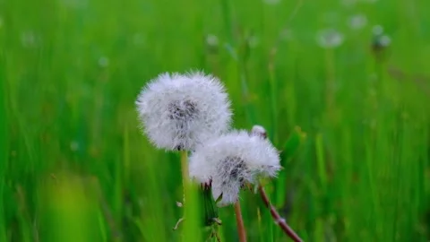 Close up fluffy dandelions on a blurred green background in windy day in a park Stock Footage 131456477