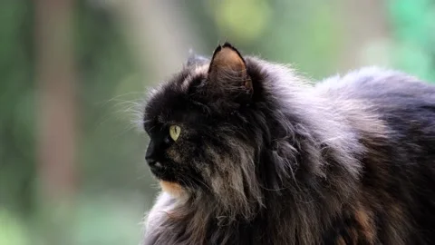 Close-up of a fluffy dark cat on a blurred background Stock-Footage 160813957