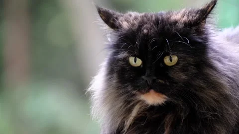 Close-up of a fluffy dark cat on a blurred background Stock Footage 160814066