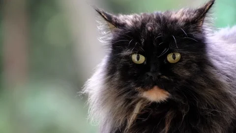 Close-up of a fluffy dark cat. turns his head from the profile in full face. Stockbeeldmateriaal 160814023
