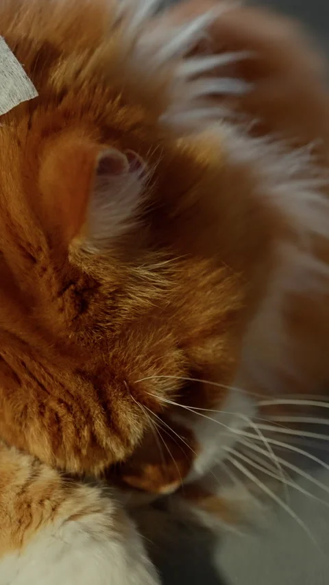 Close-up of a fluffy ginger and white longhaired cat receiving gentle eye Stock Footage 317157805