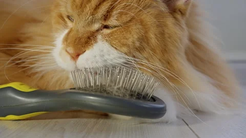 Close-up of a fluffy ginger long-haired cat nuzzling, nibbling, and resting its Video stock 317166399