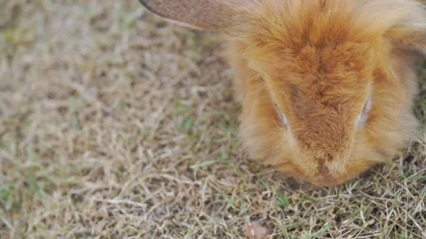 Close-up of a fluffy ginger rabbit grazing on dry grass. High angle view of.. Stock Footage 336700594