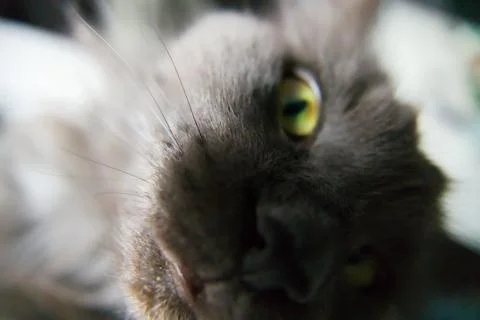 Close-Up of Fluffy Gray Cat Stock Photos
